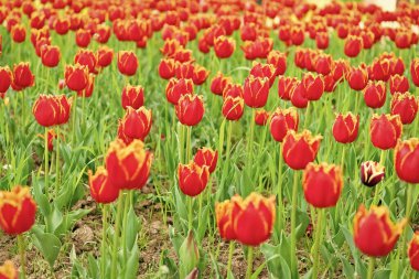 Tarlada taze Hollanda lalelerinin kırmızı çiçekleri. Doğa.