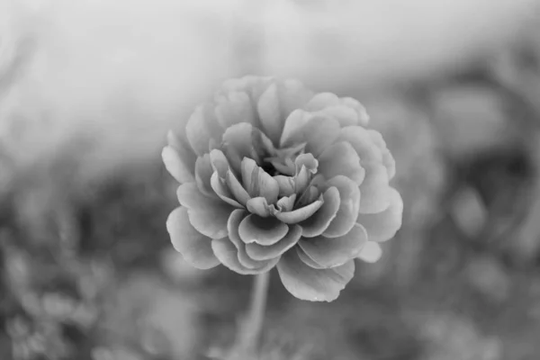 Close Uitzicht Mooie Ranunculus Oranje Bloem — Stockfoto