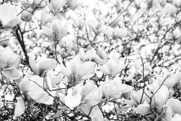 Roze Bloemen Van Bloeiende Magnolia Boom Het Voorjaar Macro Kopieer — Stockfoto