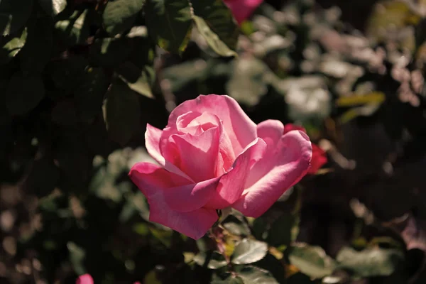 Rozentuin Het Voorjaar Heldere Rozenstruik Mooie Frisse Rozen Natuur Roze — Stockfoto