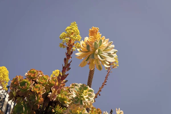 Flowering Succulents Blooming Succulent Plants Sedum Stonecrops Blue Sky Desert — Photo