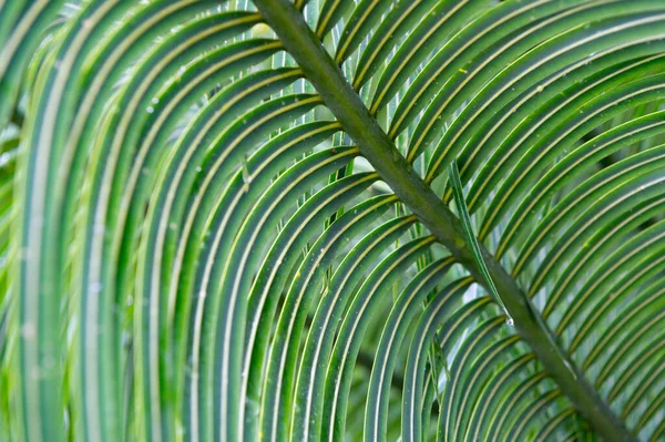 green foliage leaf background with selective focus. natural backdrop of green foliage leaf. photo of green foliage leaf. green foliage leaf.