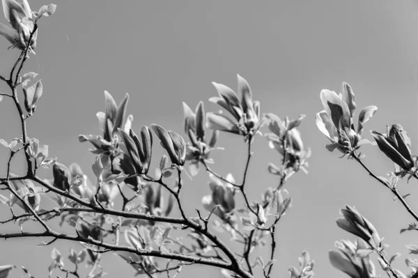 Ροζ Λουλούδι Μανόλια Ανθισμένο Ανοιξιάτικο Δέντρο — Φωτογραφία Αρχείου