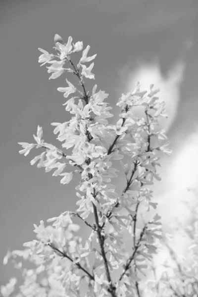 Ветви Кустарника Forsythia Цветут Желтыми Цветами Весной Голубом Небе Цветут — стоковое фото