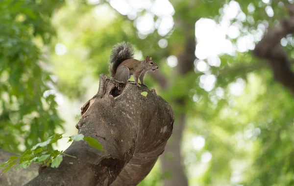 Gryzoń Wiewiórka Świeżym Powietrzu Gryzoń Wiewiórki Zewnątrz Gryzoń Wiewiórki Naturze — Zdjęcie stockowe
