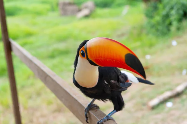 Portret Tukańskiego Ptaka Zewnątrz Tukan Dzikiej Przyrodzie Tukan Pomarańczowym Dziobem — Zdjęcie stockowe