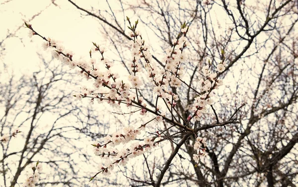 Voorjaar Bloemen Bloeien Kersenboom Takken Natuurlijke Wazige Achtergrond Bloesem — Stockfoto
