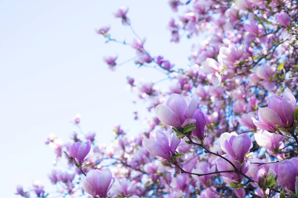 Rosa Blommor Magnolia Träd Våren Kopieringsutrymme — Stockfoto