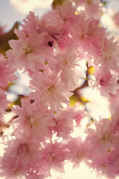 Rosa Blüten Des Blühenden Japanischen Kirschbaums Frühling Frühling — Stockfoto