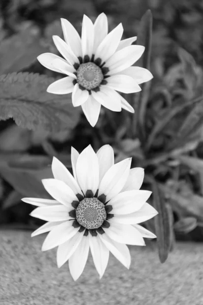 Papatya Çiçeğinin Yakın Çekimi Doğanın Güzelliği — Stok fotoğraf