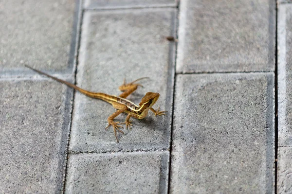 Basilisk kertenkelesi dışarıda. Basilisk kertenkelesi dışarıda. Doğadaki basilisk kertenkelesi. Basilisk kertenkelesinin fotoğrafı.