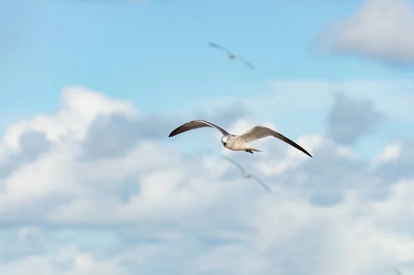 Чайка Небі Чайка Літає Безкоштовно Чайка Птахів Влітку Фото Чайки — стокове фото