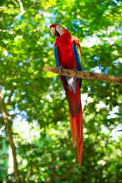 Foto Ara Papagaio Arara Com Cauda Longa Zoológico Ara Macaw — Fotografia de Stock