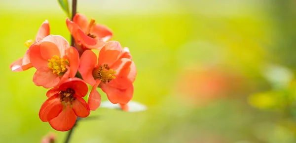 Vår Japonisk Blomma Kopiera Utrymme Vår Japonisk Blomma Blommar Gren — Stockfoto