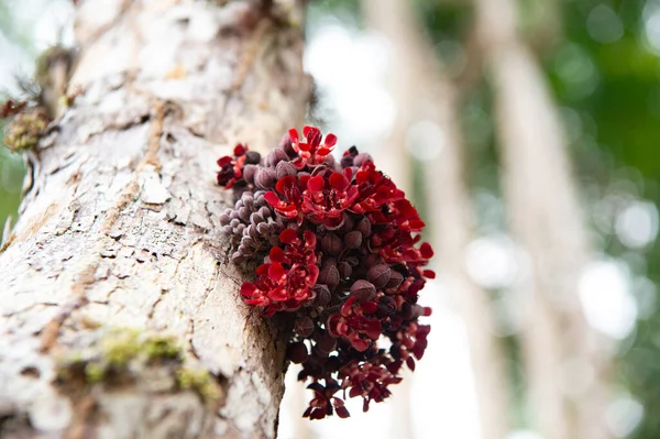 奇异的植物花 奇异的植物红色 树上的奇异植物 奇异植物的特写 — 图库照片