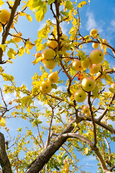 Almáskerti Szüret Almáskerti Szüret Ősszel Almás Gyümölcsök Szüretelése Almás Gyümölcsösök — Stock Fotó
