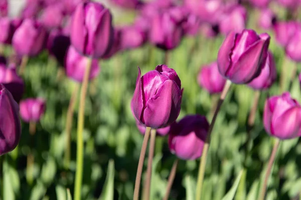 Fleur Tulipe Lilas Printemps Fleur Tulipe Sur Lit Fleurs Fleur — Photo