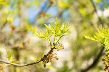 bahar yeşili yapraklar. Bahar yeşili yapraklar doğada. bahar yeşili yapraklar. Bahar yeşili yapraklarının fotoğrafı, genç büyüme.