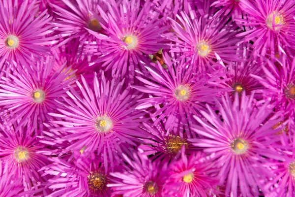 Изображение Пурпурного Цветочного Фона Пурпурный Цветочный Фон Пурпурный Цветочный Фон — стоковое фото