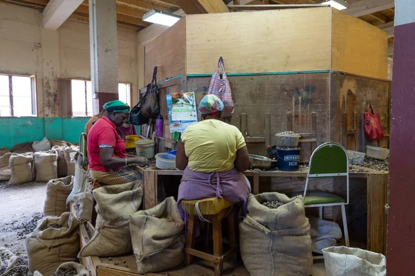 George Grenada 2015 Nut Producing Farm Work People — 스톡 사진