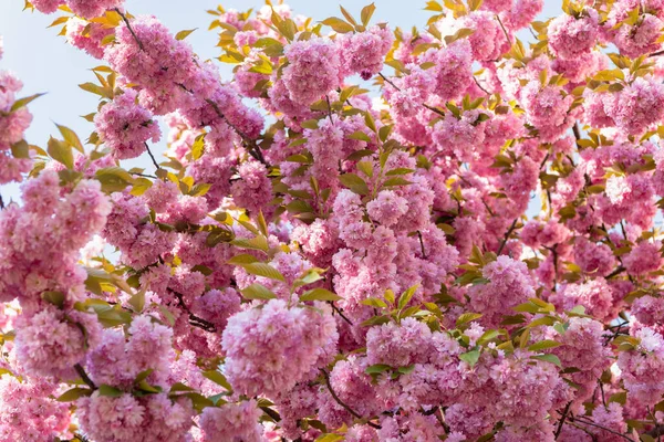 Rosa Sakura Blomma Blommande Vårträd Sakura Lukt — Stockfoto