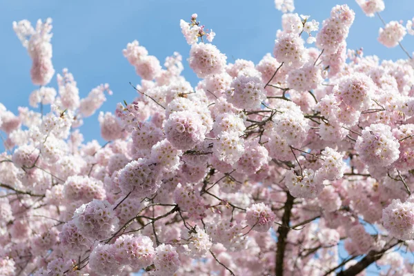 Makró Fotó Szakura Virágzásról Tavasszal Sakura Virágfáról Készült Fénykép Szakuravirág — Stock Fotó