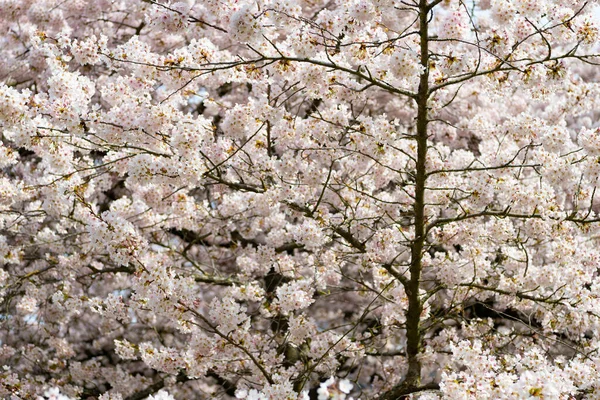 Sakura Λουλούδι Δέντρο Ανθίζοντας Φόντο Της Φύσης Την Άνοιξη — Φωτογραφία Αρχείου