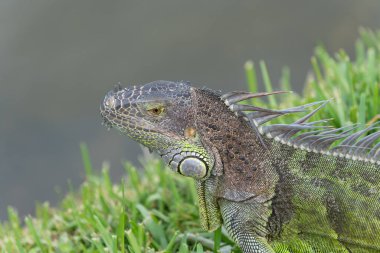Sürüngen iguana kertenkele sürüngeni. Vahşi hayatta iguana kertenkelesi. Dışarıdaki iguana kertenkelesi. İguana kertenkelesinin fotoğrafı.
