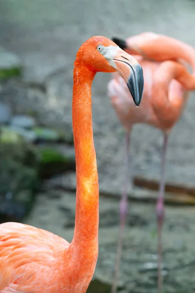 Экзотическая Птица Фламинго Открытом Воздухе Изображение Птицы Фламинго Природе Птица — стоковое фото