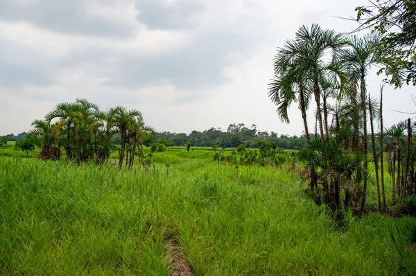 rural landscape nature with palm trees. photo of rural landscape look scenery. rural landscape in countryside. green rural landscape outdoor.