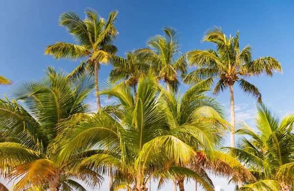 Palma Tropical Exuberante Férias Verão Foto Palma Tropical Verão Palma — Fotografia de Stock