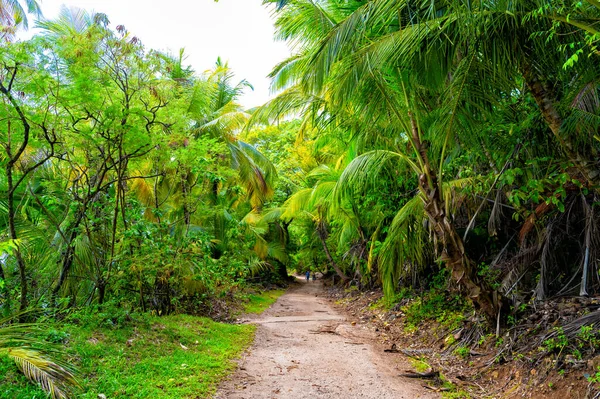 path in tropical jungle nature. tropical jungle nature vegetation. green forest of tropical jungle nature. photo of tropical jungle nature landscape.