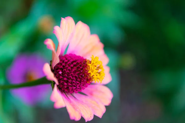 ジニア フラワー アウトドアコピー スペース ジンニアの花の写真 葉を持つ亜科の花 自然界のジノニアの花 — ストック写真