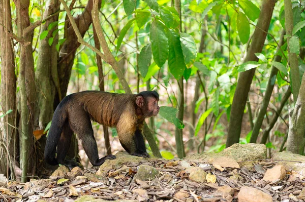 Capuchin Μαϊμού Στην Άγρια Φύση Αντίγραφο Χώρο Πιθήκους Καπουτσίν Άγρια — Φωτογραφία Αρχείου