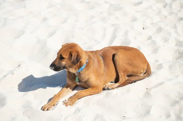 Собака Животное Песке Собака Пляже Собака Домашнее Животное Расслабиться Открытом — стоковое фото