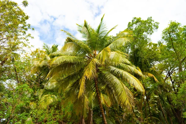 热带丛林中的棕榈树 热带丛林自然植被 热带丛林自然的绿色森林 热带丛林自然景观照片 — 图库照片
