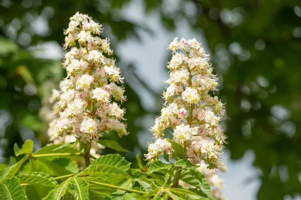Beyaz Kestaneler Baharda Çiçek Açar Bahar Kestaneleri Ağaçta Çiçek Açar — Stok fotoğraf