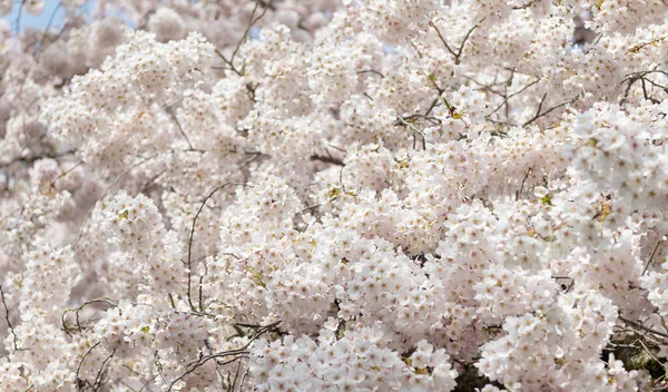 Fundo Flor Sakura Primavera Natureza Flor Sakura Sakura Floresce Primavera — Fotografia de Stock