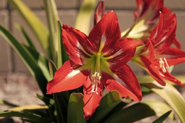 Beyaz yıldızlı kadife gibi kırmızı yapraklar. Çiçek açan Amarillis çiçekleri. Çiçek açmış Barbados Amaryllis. Dekoratif çiçekler. Çiçek açan bitki..