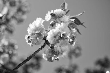 Baharda çiçek açan sakura ağacının pembe çiçekleri. güneşli bir gün.