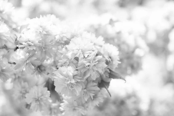 Baharda Güzel Japon Kiraz Ağacının Pembe Çiçekleri — Stok fotoğraf