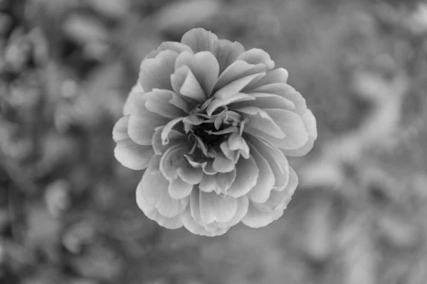 Güzel Ranunculus Portakal Çiçeğinin Makro Görüntüsü — Stok fotoğraf