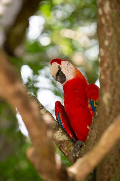 有羽毛的鹦鹉鹦鹉鸟 Ara Macaw Parrot Outdor Ara Macaw鹦鹉在外面 图为动物园里的金刚鹦鹉 — 图库照片