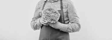 Man crop view in red apron holding fresh leaf lettuce yellow background, greengrocery.