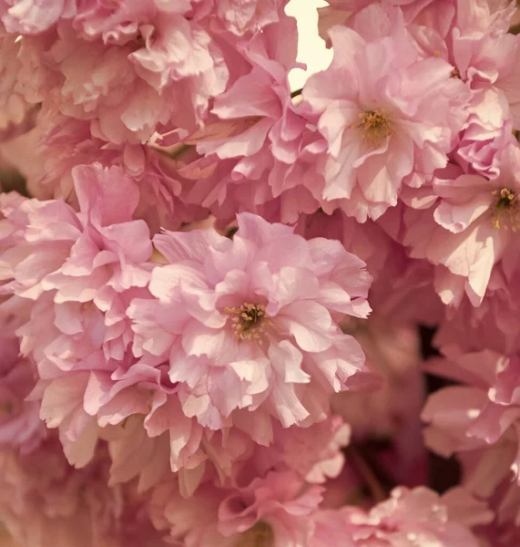 stock image pink sakura flower on blooming spring tree. oriental cherry.