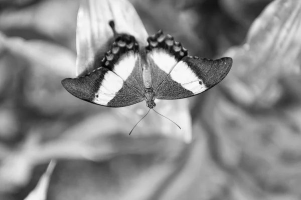 Πράσινο Πεταλούδα Σμαραγδένιο Χελιδόνι Ανοιχτά Φτερά Θολή Φύση Φυσικό Υπόβαθρο — Φωτογραφία Αρχείου