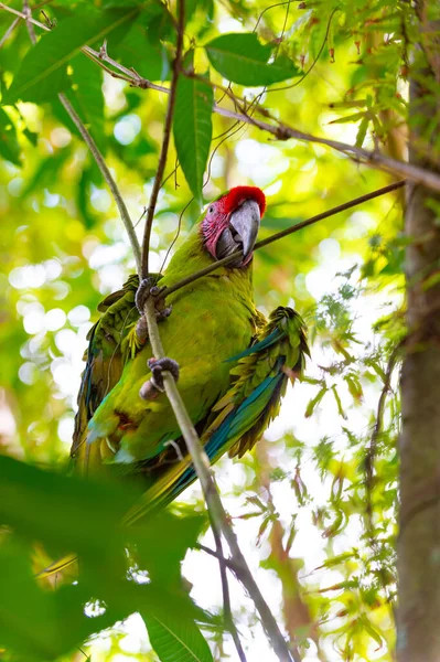 Ara Papuga Papuga Gałęzi Drzewa Outdor Ara Papuga Macaw Zewnątrz — Zdjęcie stockowe