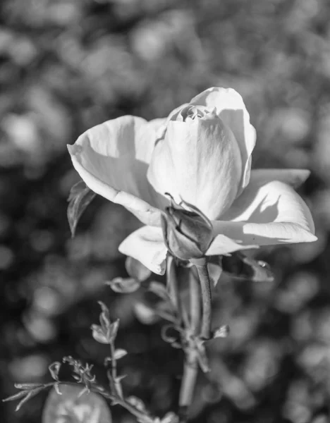 Makro Pohled Růžové Růže Květ Létě — Stock fotografie
