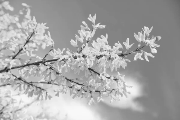 Цветущее Растение Форсайт Полном Расцвете Голубом Небе Весна — стоковое фото