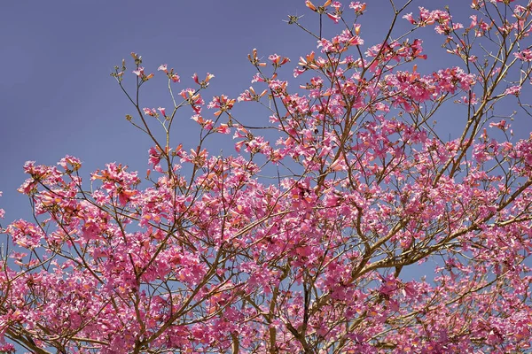 Flor Rosa Árvore Sakura Céu Azul Ensolarado Primavera — Fotografia de Stock